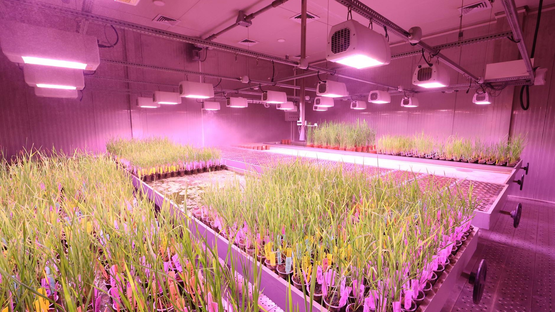 I Ditched My Windowsill Obsession: How a $25 LED Lamp Transformed My No-Sun Apartment Into a Thriving Indoor Garden