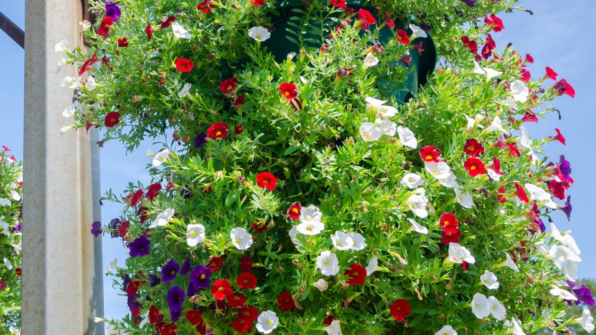 The Burro's Tail: The One Trailing Plant That Thrives on Neglect and Looks Impossibly Expensive