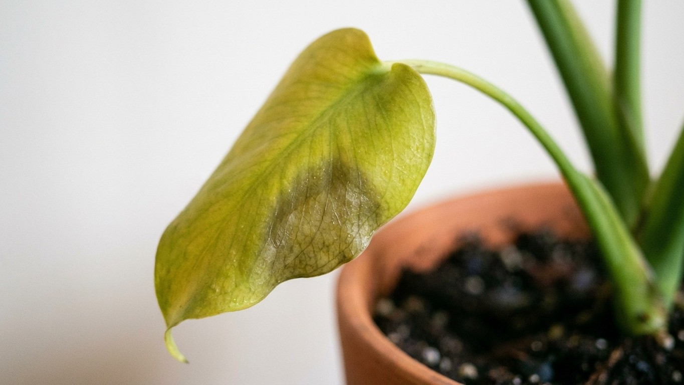 The Silent Signs Your Houseplant Is Drowning: Why Your Sunday Watering Routine Is Killing It