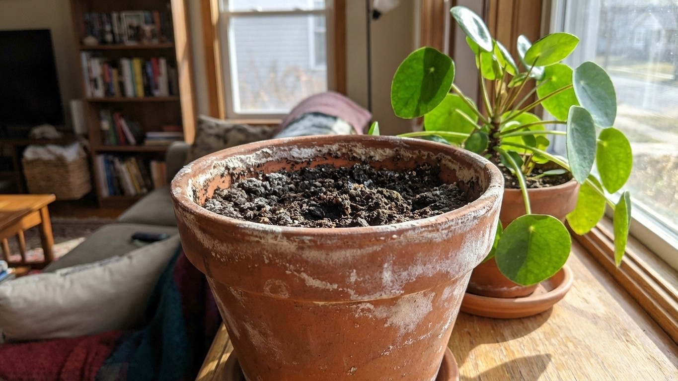 White Crusts on Your Plant Pots? Here’s What You Need to Fix First