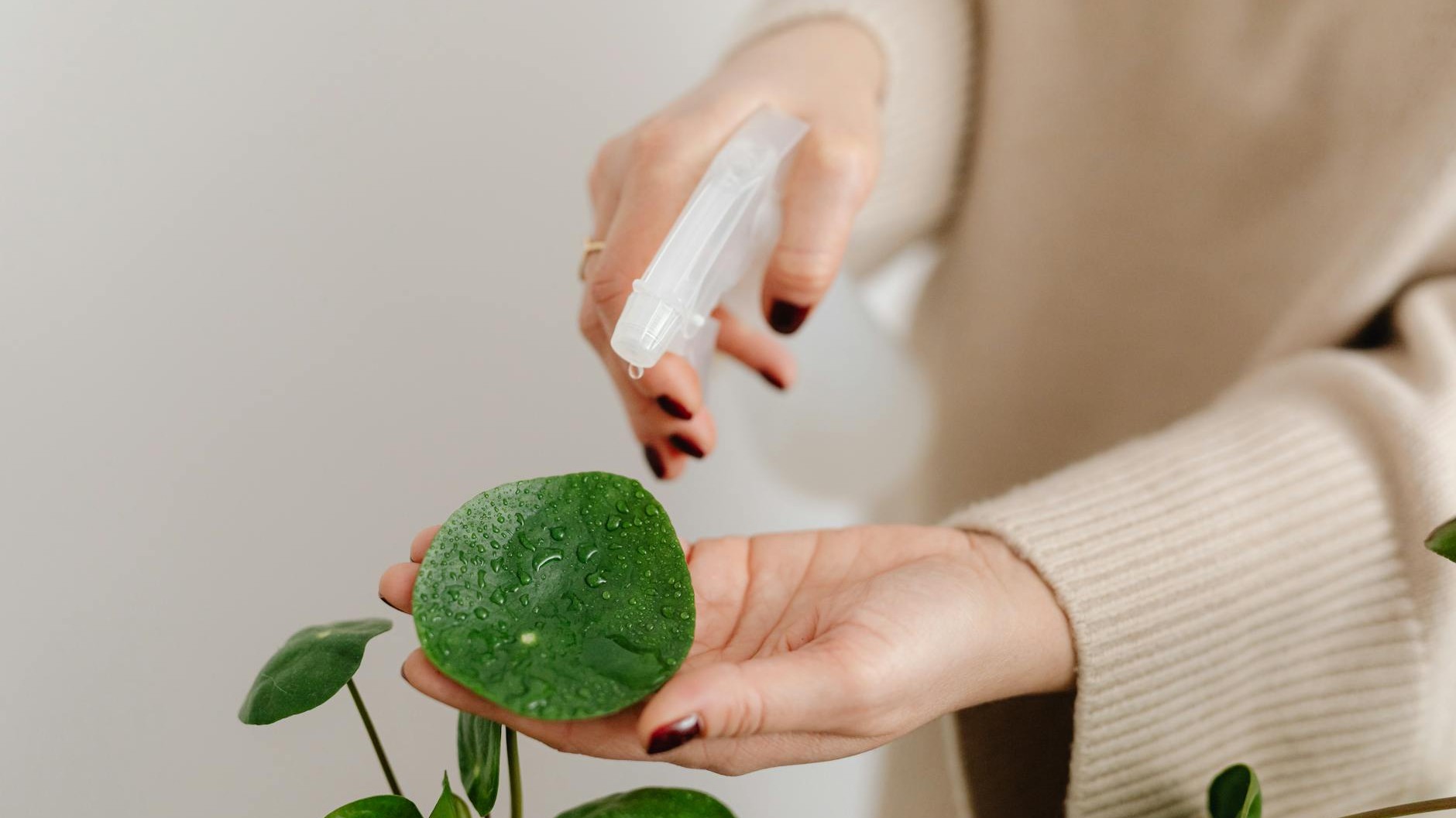 The Hidden Cost of Leaf Shine Spray: Why Your Monstera's Glossy Look Could Be Killing It