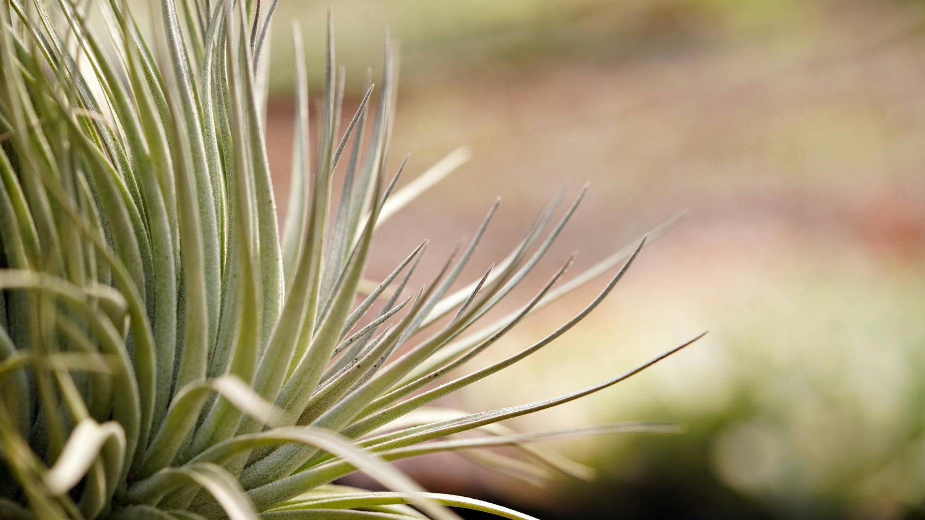 Why Your Air Plant Is Dying From Tap Water: The Invisible Damage Hidden in Tiny Hairs