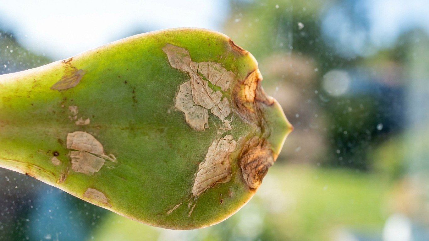 The May Sunscald Crisis: Why Your Succulents Are Burning Against the South Window