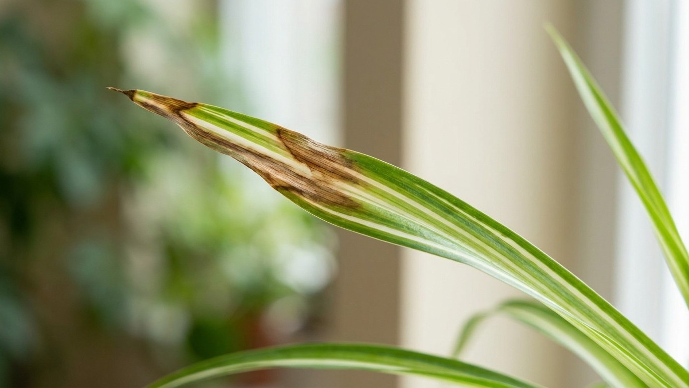 Why Letting Tap Water Sit Overnight Won't Fix Your Spider Plant's Brown Tips