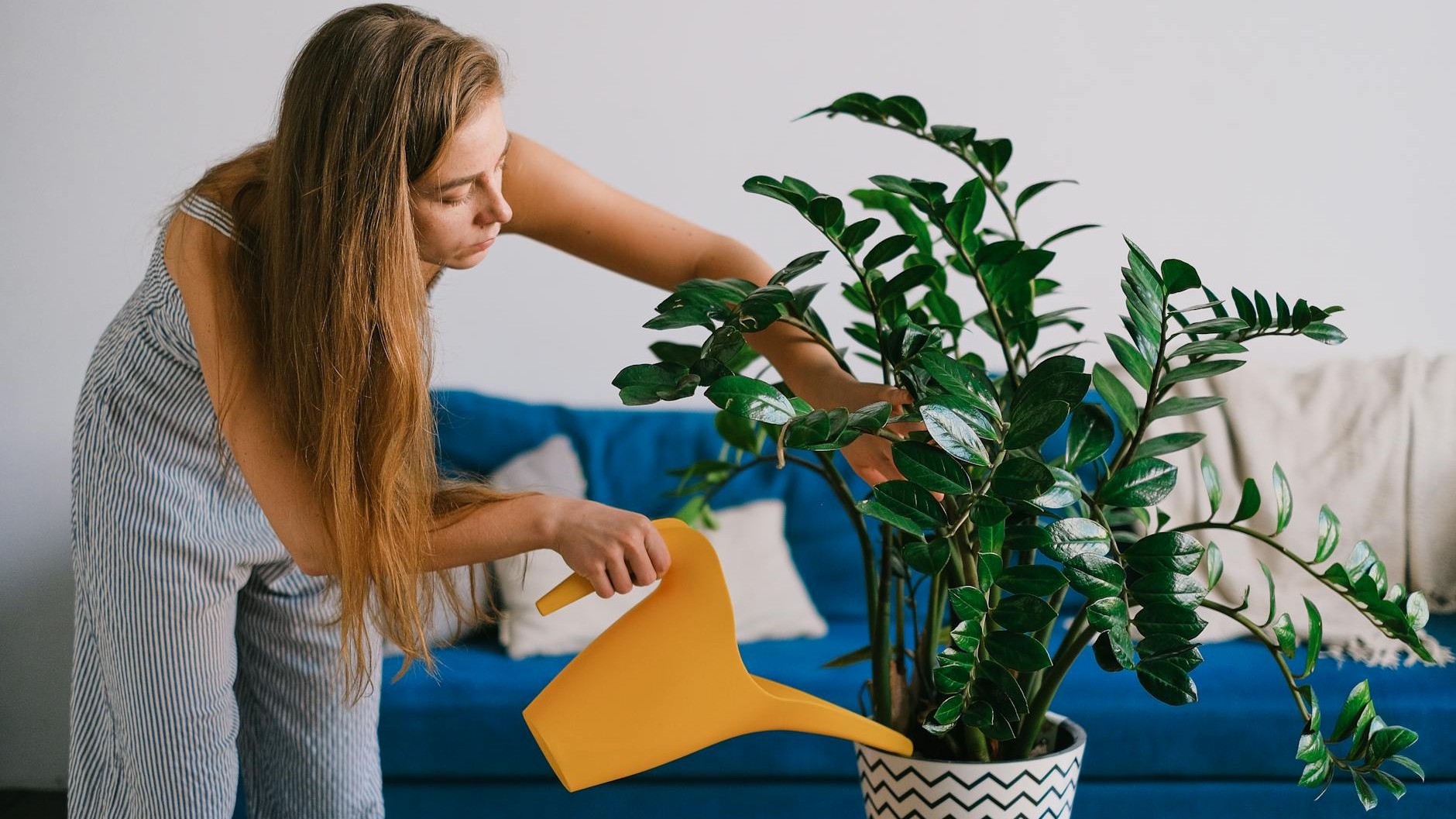 Why Your ZZ Plant's Self-Watering Pot Is Slowly Killing It Underground