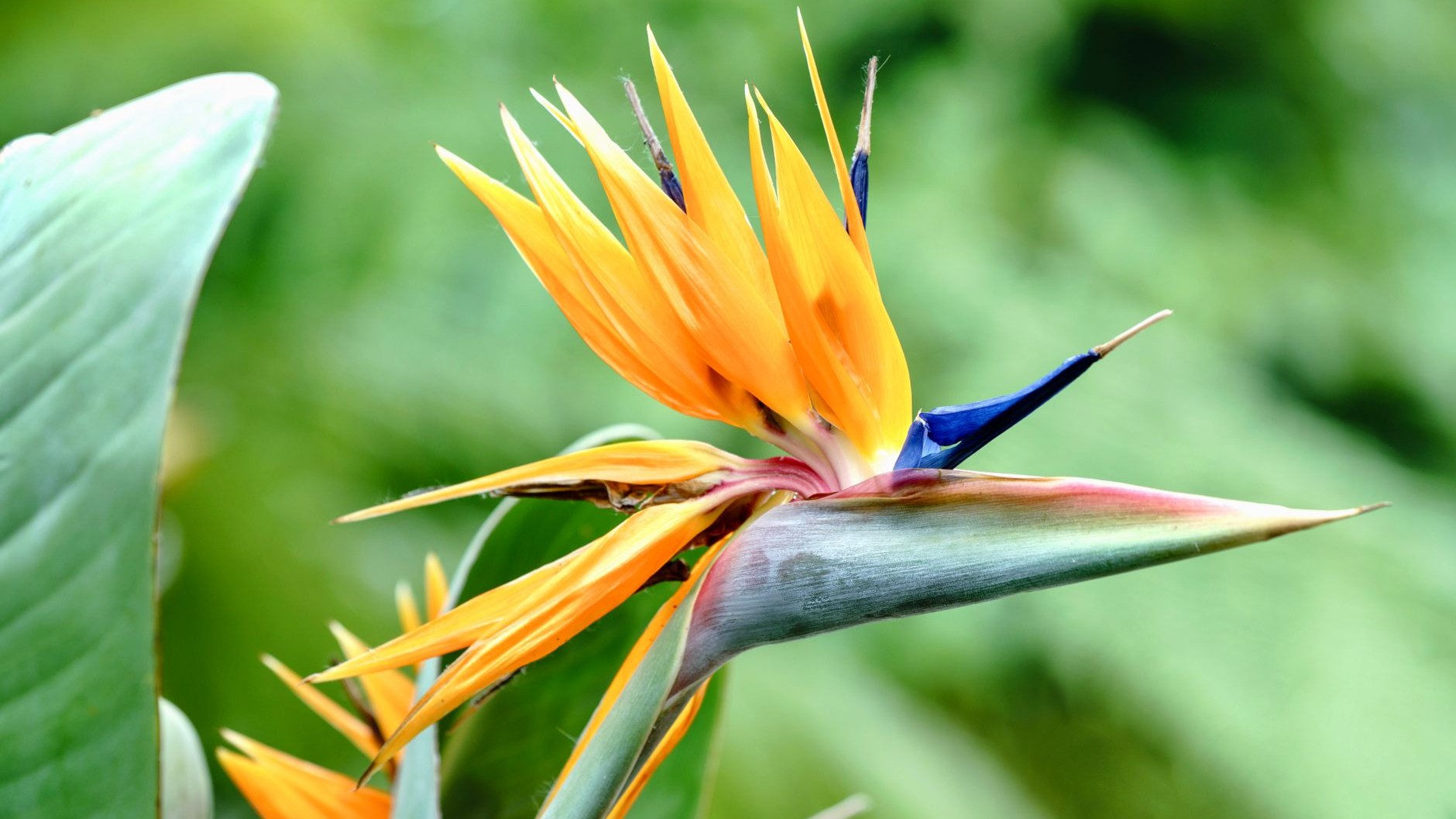 I Moved My Bird of Paradise Outside for Summer Sun—Within 48 Hours, the Leaves Turned Completely White and Never Recovered