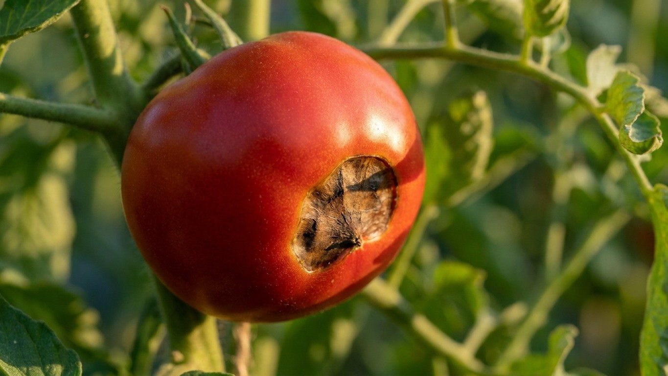 Forget eggshells and lime in the tomato bed: what really blocks calcium from reaching the fruit happens with your hose