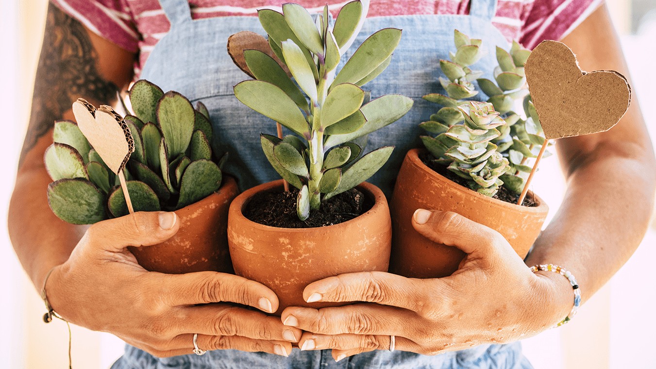 I left for two weeks with all my plants in terracotta pots: when I came back and touched the soil, I understood what those...