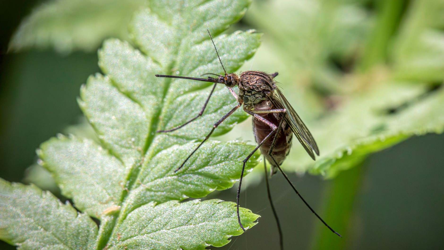 I put a citronella geranium on my windowsill just for the mosquitoes: the evening I brushed the leaves with my hand, I und...