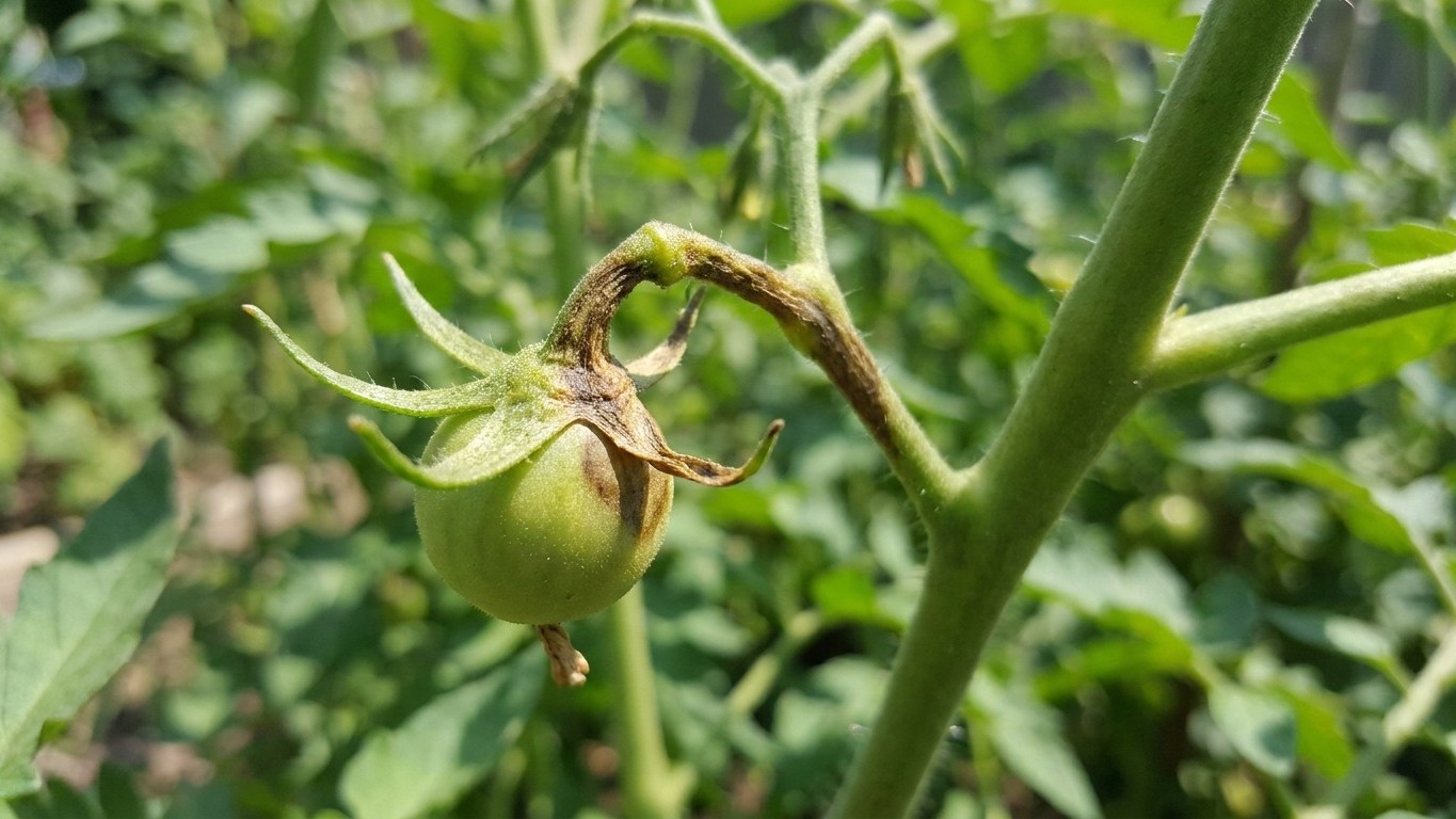 'I thought I was doing everything right': why my tomato flowers fell off without forming fruit above 32°C