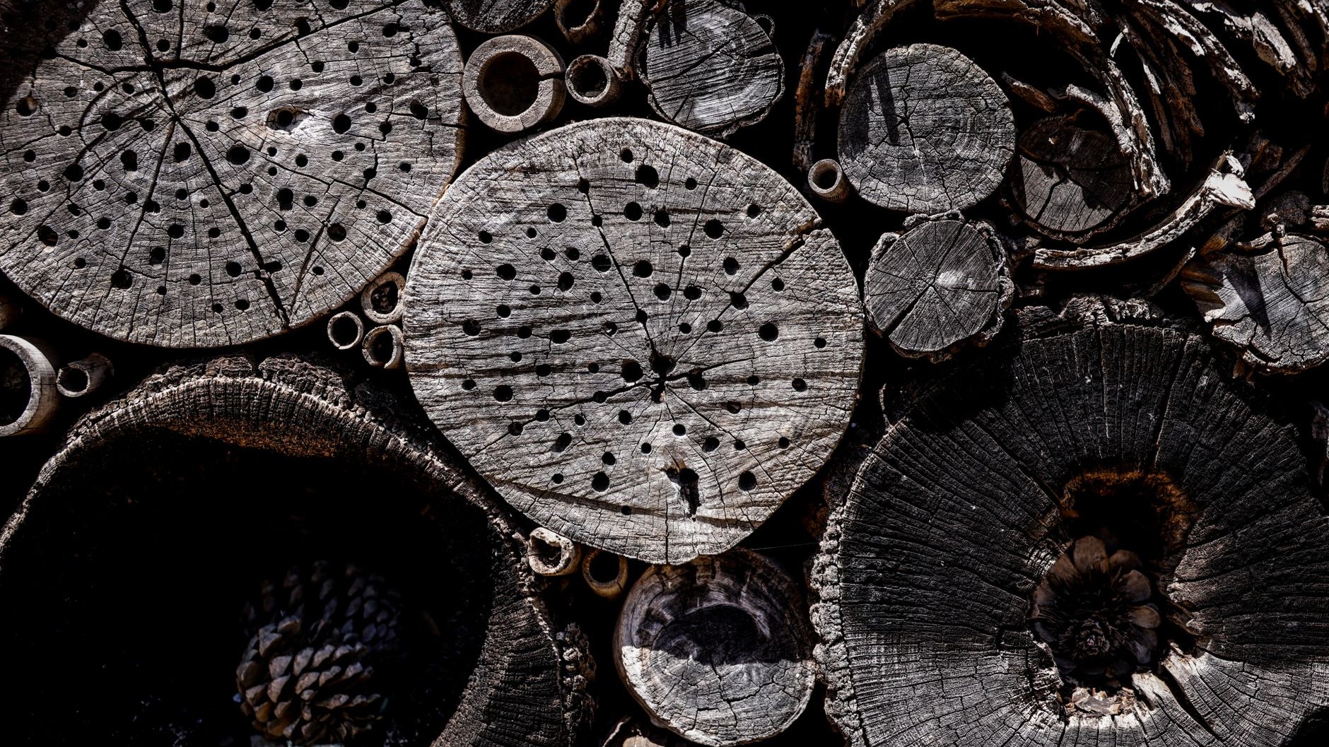 We all insist on buying insect hotels stuffed with fat bamboo canes, when mason bees only ever move into this one size