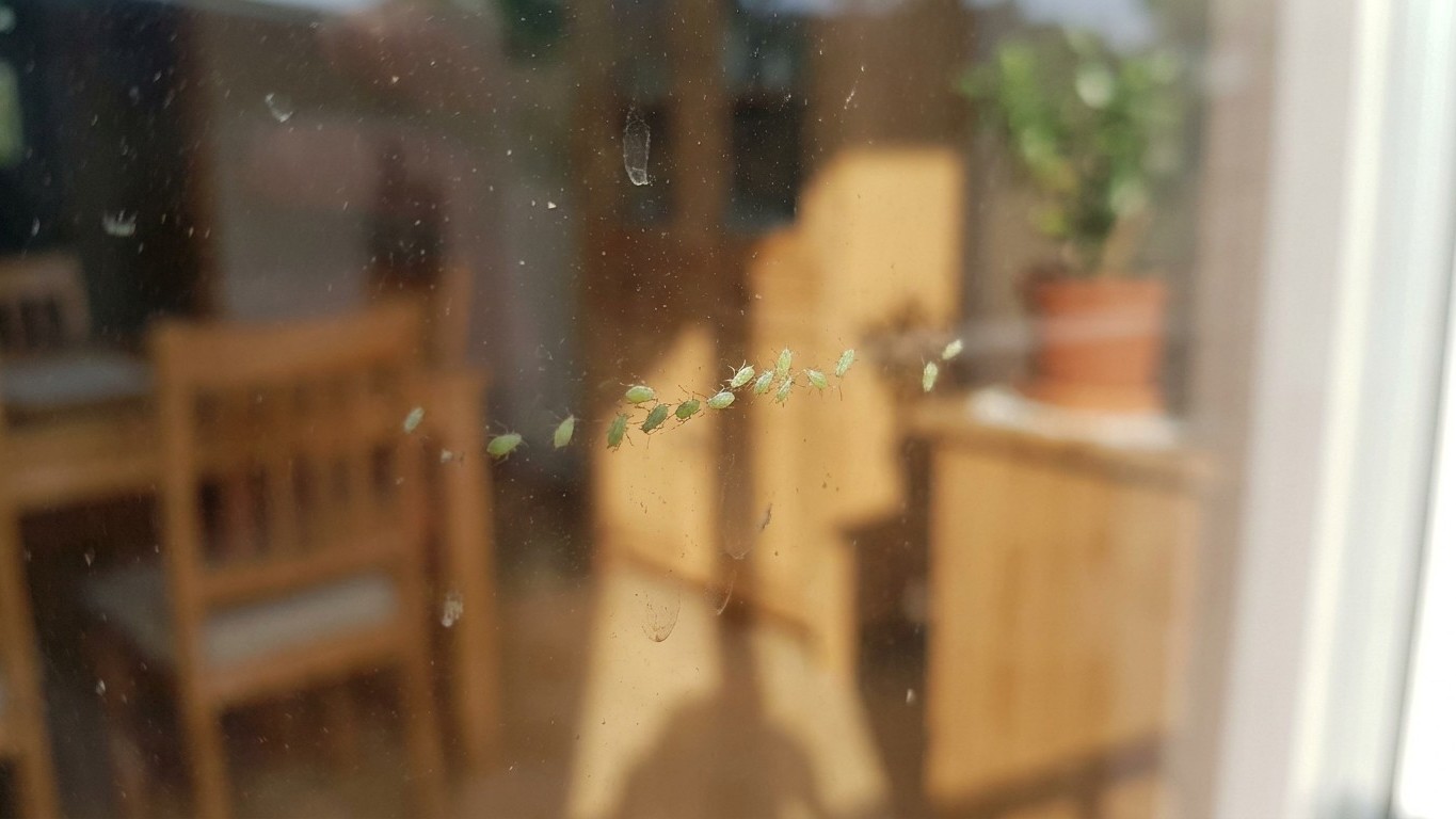 I crushed the first green bug that got in through my south-facing window just to be done with it: three days later, when I...