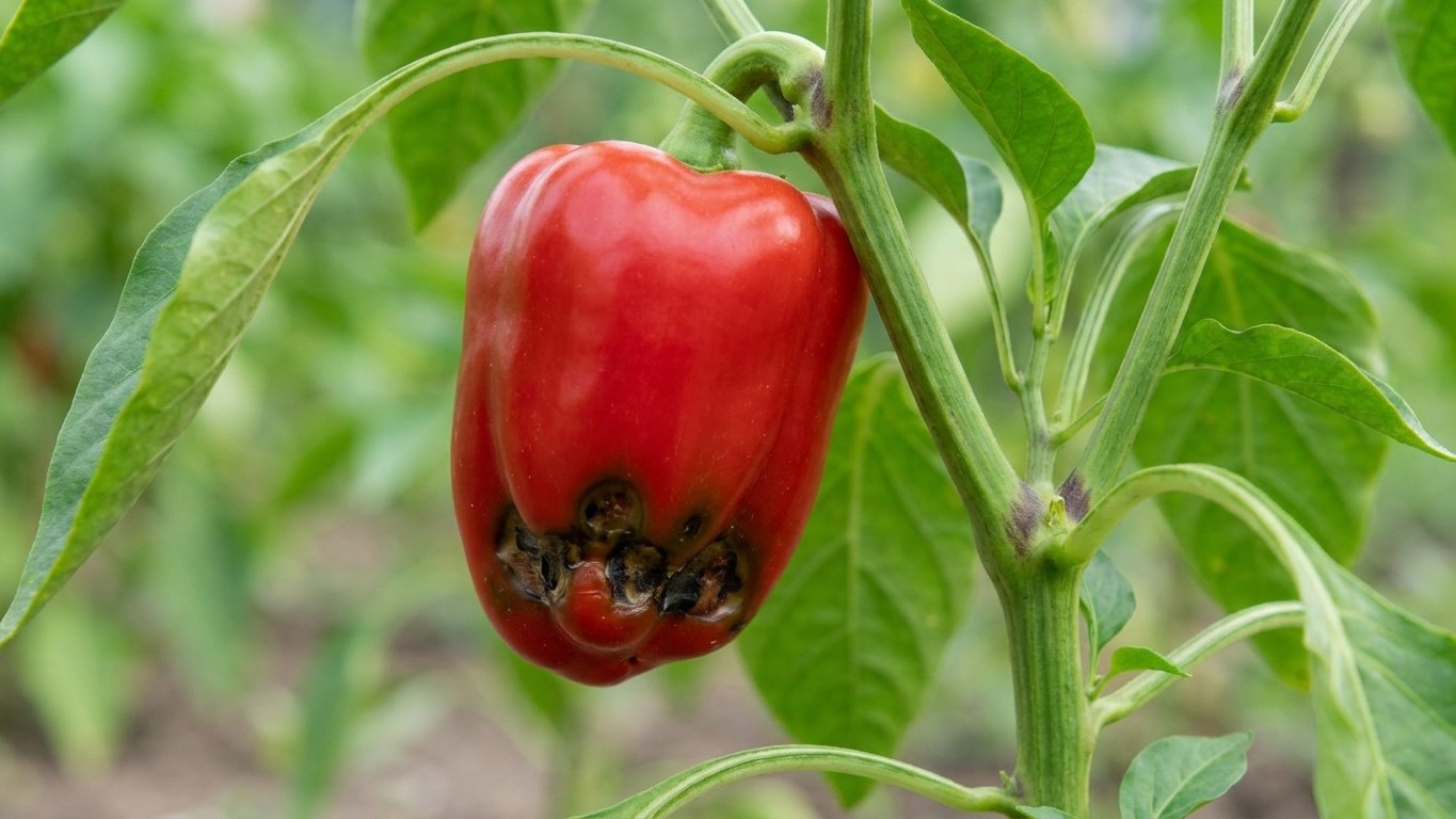 I dug more compost into my pepper bed just to stop those black sunken tips: by August, with the fruit rotting again, I und...