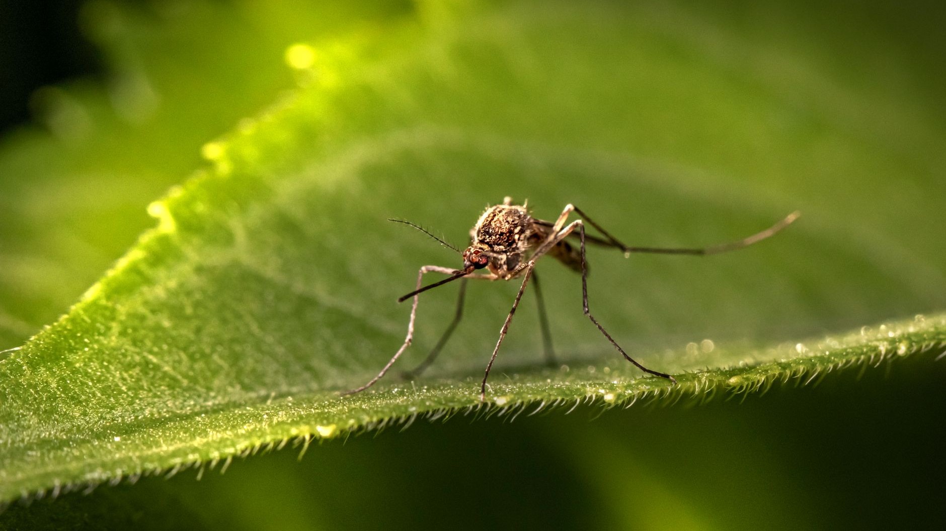 I plugged my mosquito vaporiser in behind the sofa just to hide the wire: after a third night of bites, I understood what ...